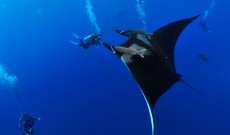 Manta Corner – A Playground for the Third Largest Fish in the World
