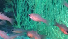 Blacktip Cardinalfish