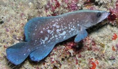 Mottled Soapfish
